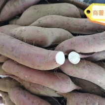 农科院培育，红薯种子，预订中，北京销售部
