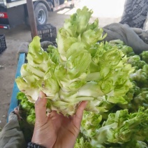 精品儿菜