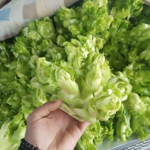 精品儿菜长期供货