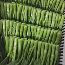 广东菜心菜苔基地直发保质保量售后无忧全国可发售后无忧