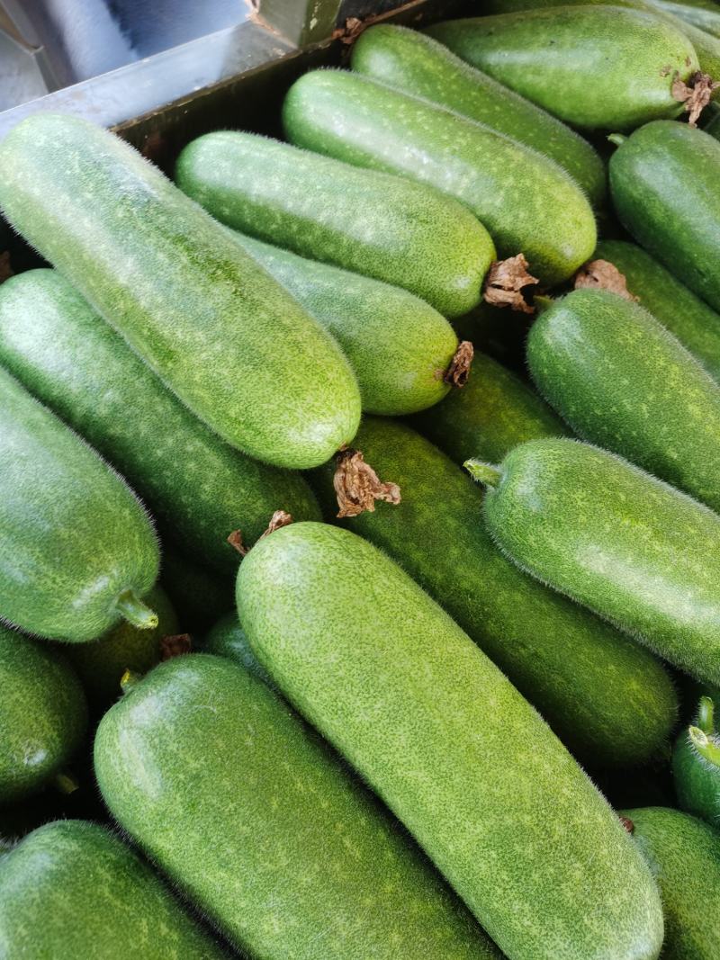 新苗毛节瓜大量上市,规格齐全,量大从优,品质保证!