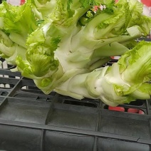 耳菜大量