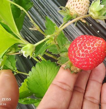 [香野草莓批发]销售草莓价格3500元/斤 