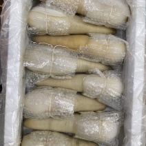 加州象拔蚌