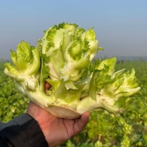 儿菜，娃娃菜，300万斤儿菜准备出售