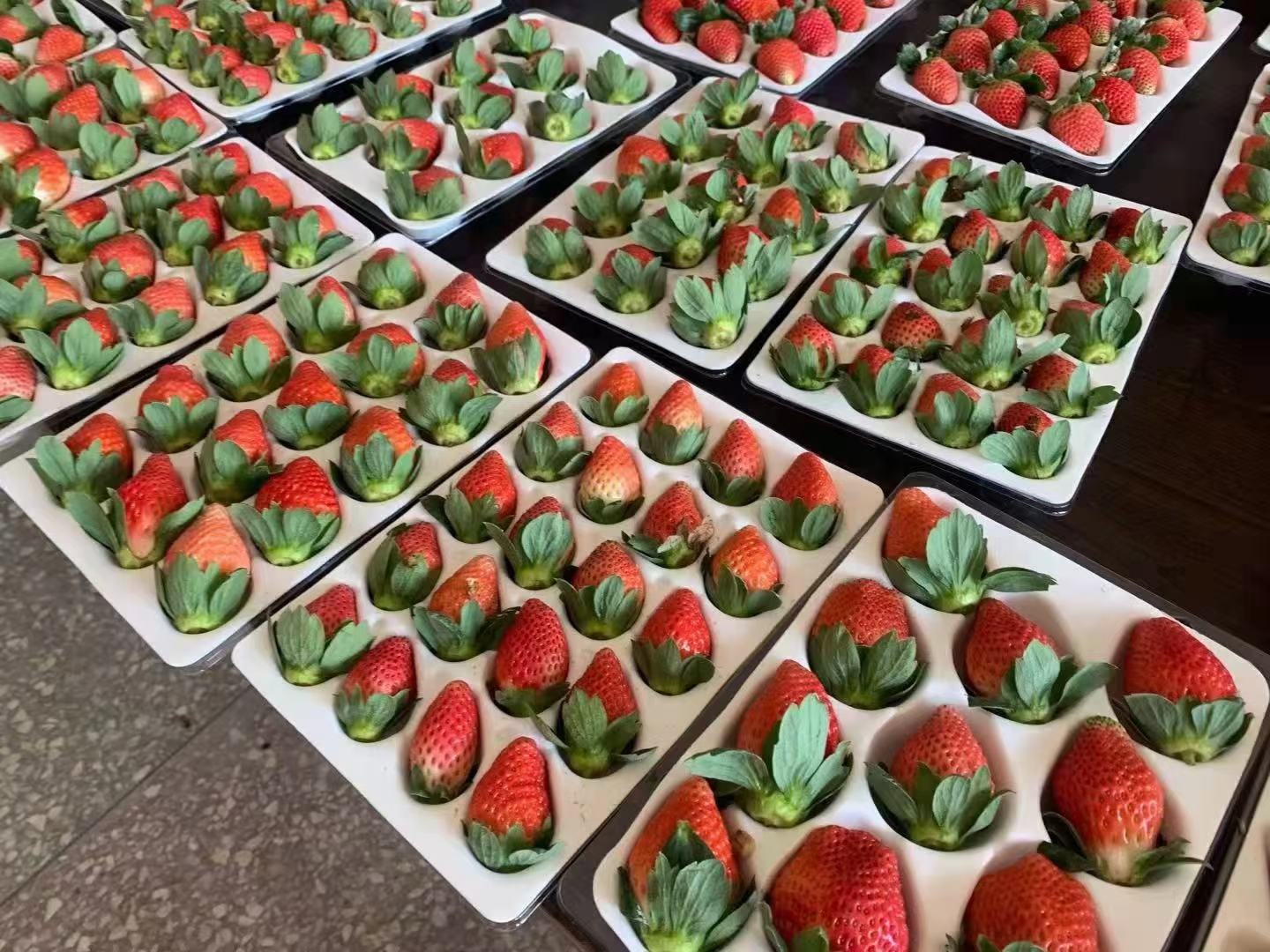 高档木质礼盒中整齐摆放着12颗红颜九九草莓,果实个大饱满、色泽鲜红,配有防震泡沫托盘和品牌标识卡片,背景为浅色布纹,突出产品的高端定位 红颜九九草莓礼盒包装展示