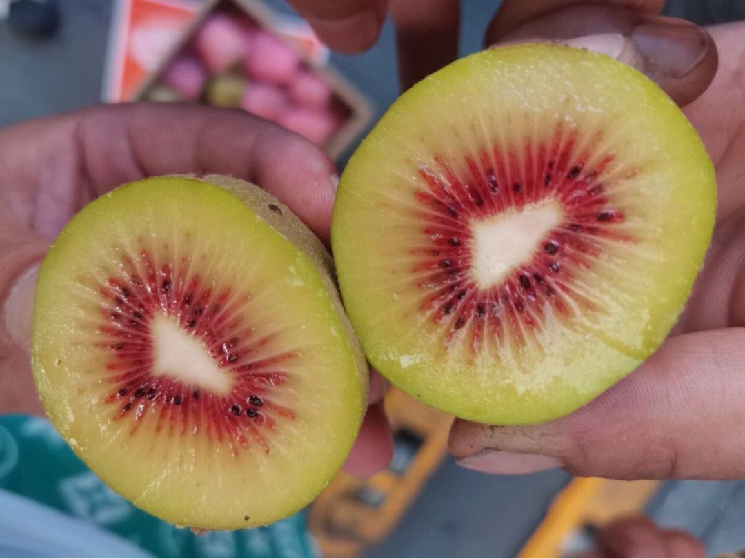 红心软枣猕猴桃苗幼苗展示,展示苗期生长状态 红心软枣猕猴桃苗幼苗展示