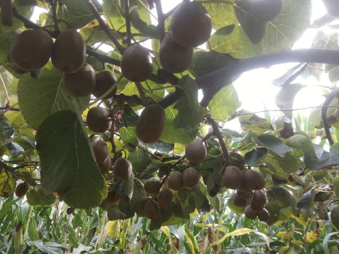 软枣猕猴桃与普通猕猴桃对比图