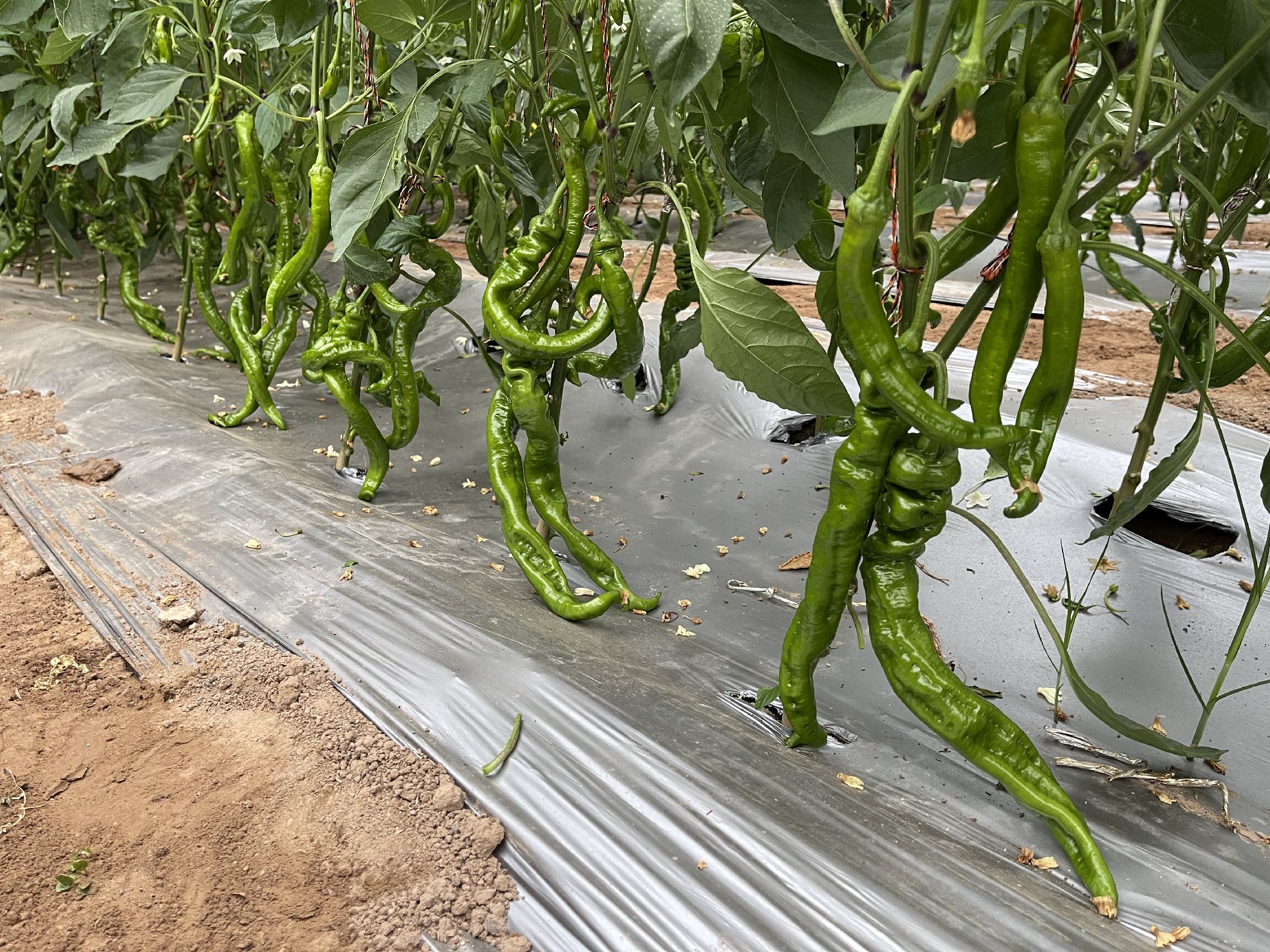 农田中的螺丝椒种植场景