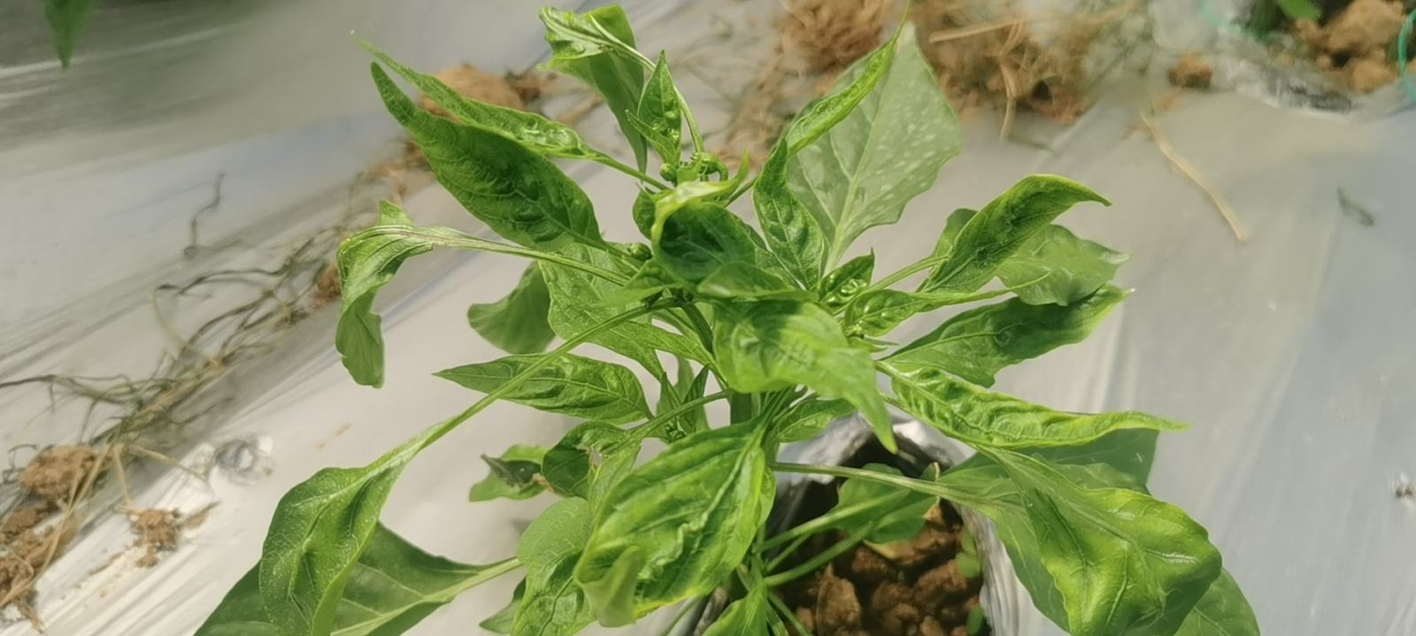 双画面拼接图,左半部为大棚中结果期螺丝椒植株,可见多层螺旋果实自然悬挂;右半部为同一品种、同批育苗的6叶期幼苗盆栽,株高约18cm,茎直叶阔,完全未见果形扭曲迹象,直观呈现‘螺丝椒小时候’与成株期的形态断层与发育连续性 成熟螺丝椒植株与幼苗对比图:左侧为挂果盛期的典型螺旋椒植株(红绿相间果实自然卷曲),右侧为同品种同期移栽的幼苗盆栽(6叶期,茎叶舒展无卷曲)