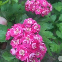 红花覆瓣小叶日本甜山楂苗