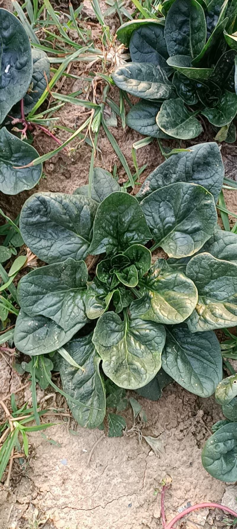 状态价格(元/斤)品种产地菠菜产地热销趴地菠菜行情走势趴地菠菜品种