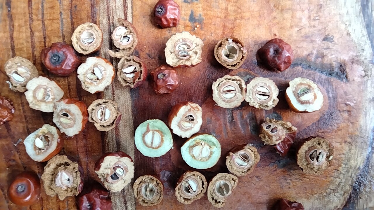 红枣酸奶发酵过程