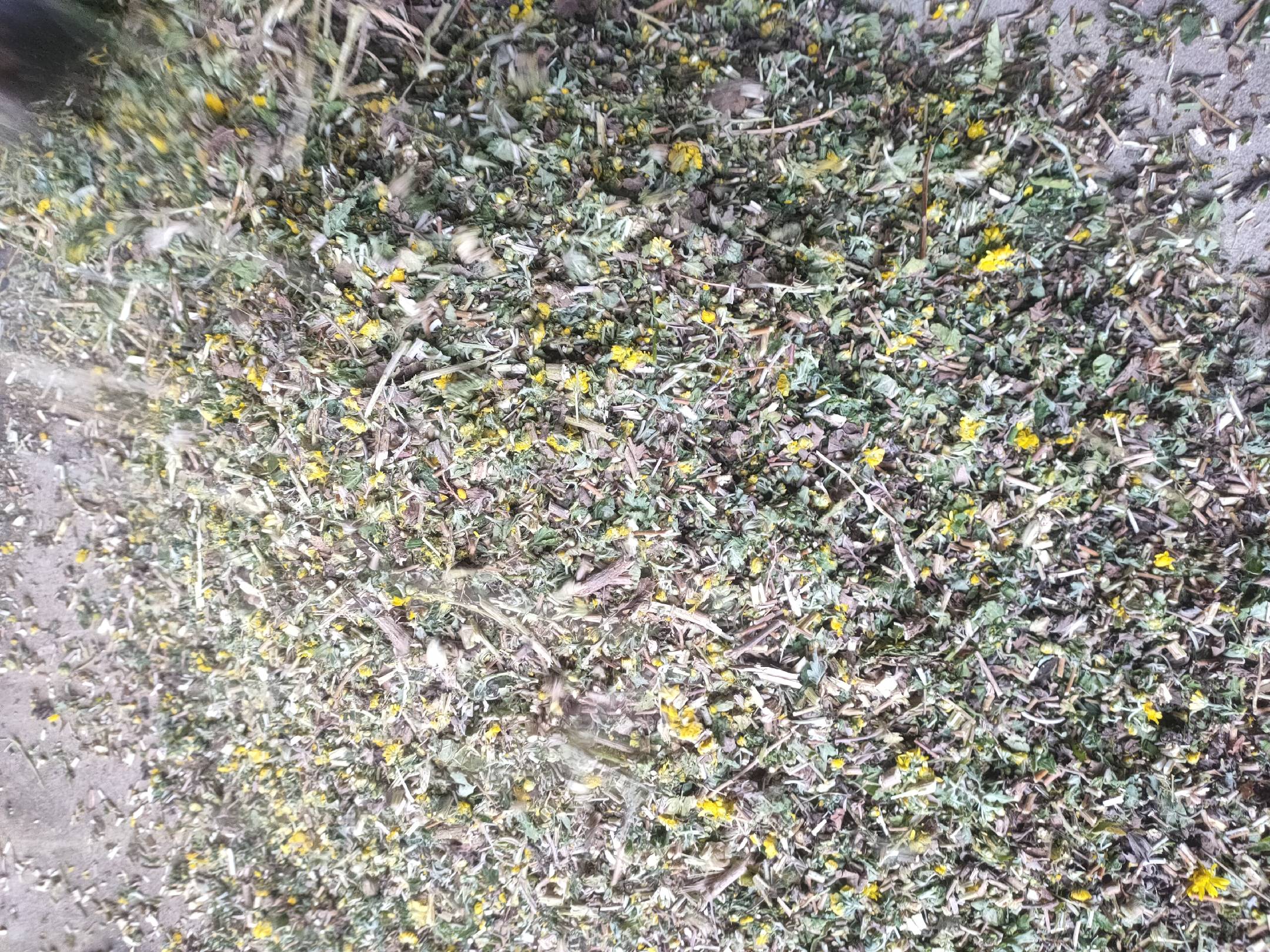 决明子与野菊花泡水饮用图示