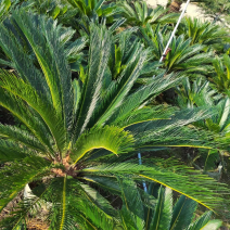 苏铁，铁树