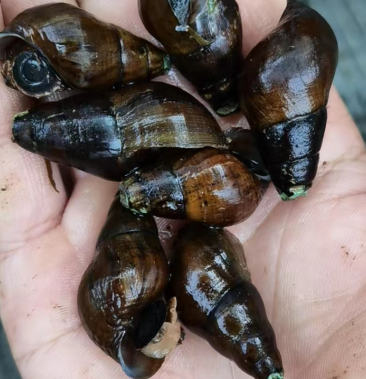 [山坑螺批发]山坑螺天然光面大黄螺1.