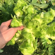 【成都精品儿菜】成都本地精品儿菜上市基地货需要的联系