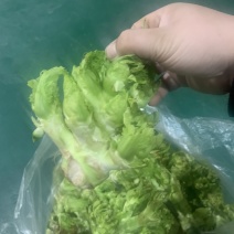 最早儿菜
