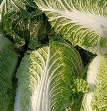 [青萝卜批发]宁夏中卫市沙坡头大白菜,莲花菜,青萝卜价格0.