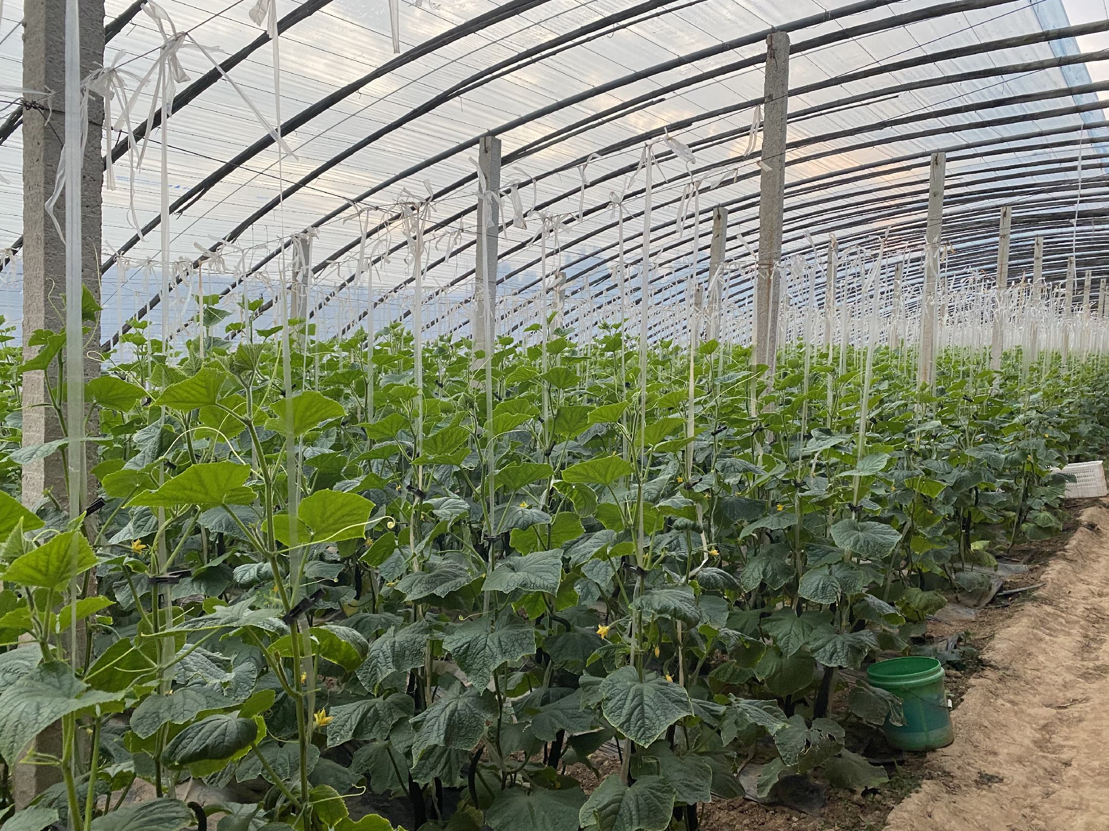 旱黄瓜植株生长在田间,叶片厚实,根系发达 旱黄瓜植株