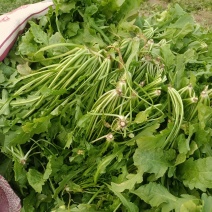 荠荠菜
