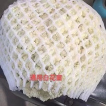 花菜网套，实力厂家，期待更多老板们下单，实地考察
