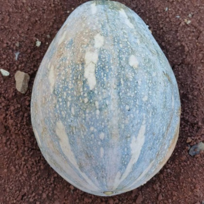 天津qq南瓜产地行情