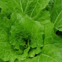白菜，飘儿菜