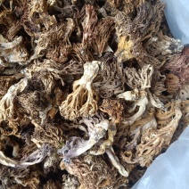野生扫把菌干货