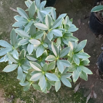 精品小盆栽瑞香浓香冬季开花