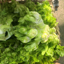 安徽砀山儿菜子母菜货源充足产地直发欢迎各地老板前来咨询！