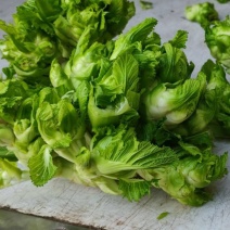 精品儿菜量大从优