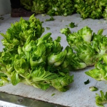 精品儿菜量大从优基地种植基地直供
