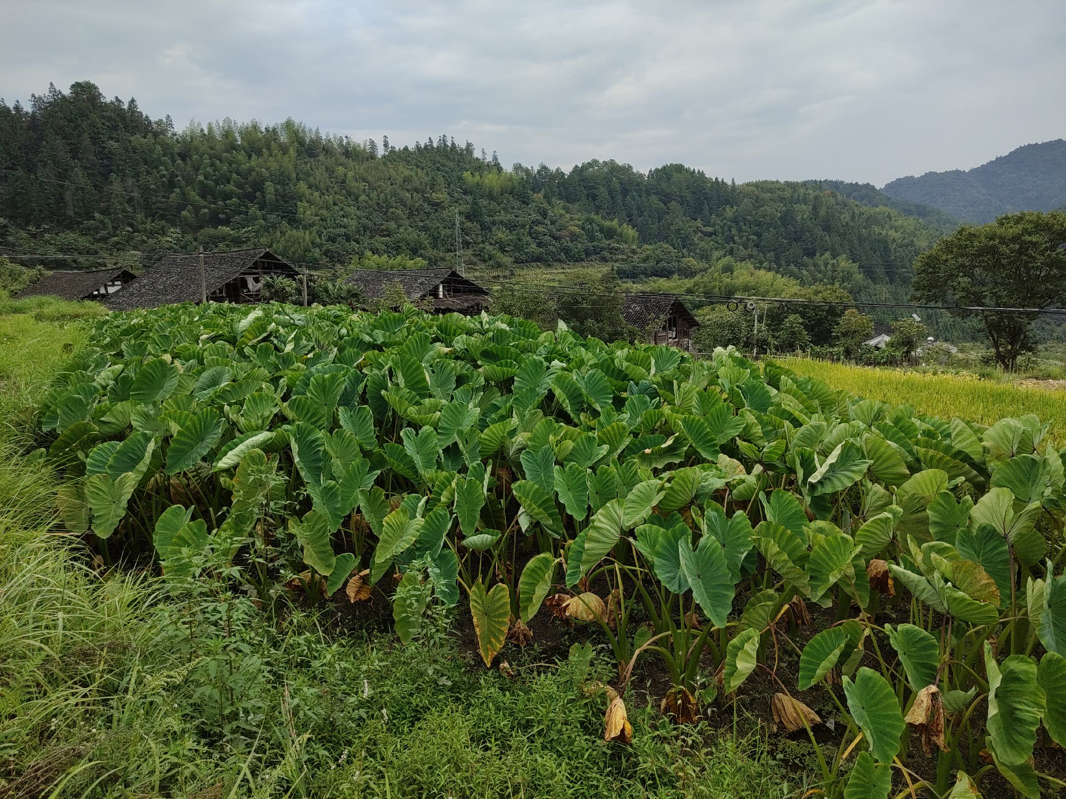 荔浦市核心产区卫星地形图，标注青山镇、修仁镇、新坪镇三大主产乡镇边界及典型红黏土梯田地貌