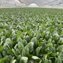 山东菠菜大叶菠菜原产地供货味道鲜嫩量大从优一条龙服务