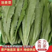 河北油麦菜量大质优产地发货品质保证欢迎联系