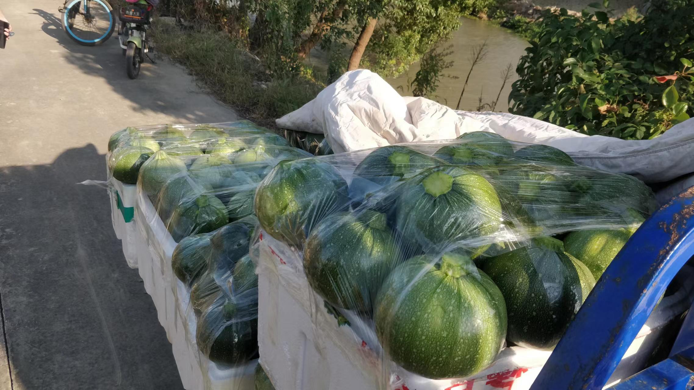 奶油南瓜采收与分级包装现场