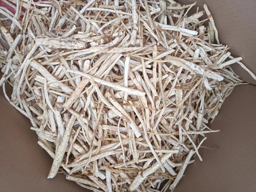 北沙参与明党参药材对比图