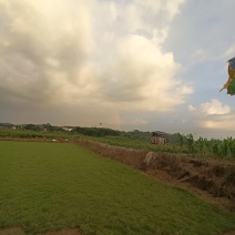 马尼拉草皮