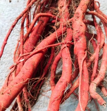 [红丹参批发]新鲜野生紫花丹参中药材特级现挖及红参苗批发价格17.