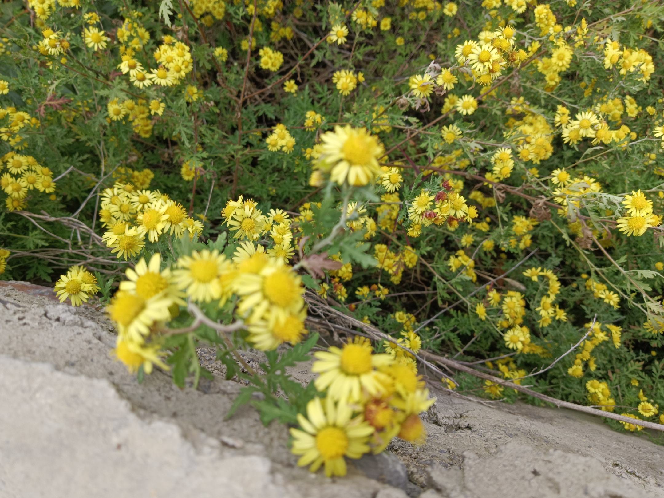 小相野菊花茶冲泡过程
