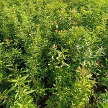 一年生两年生木荷苗江西木荷苗湖南木荷苗荷苗