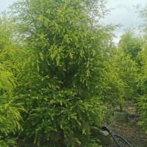 千层金基地出售，黄金香柳树苗供应，大小规格都有