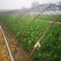 潍坊固堤瓜茬萝卜产地直发一手货源量大优惠