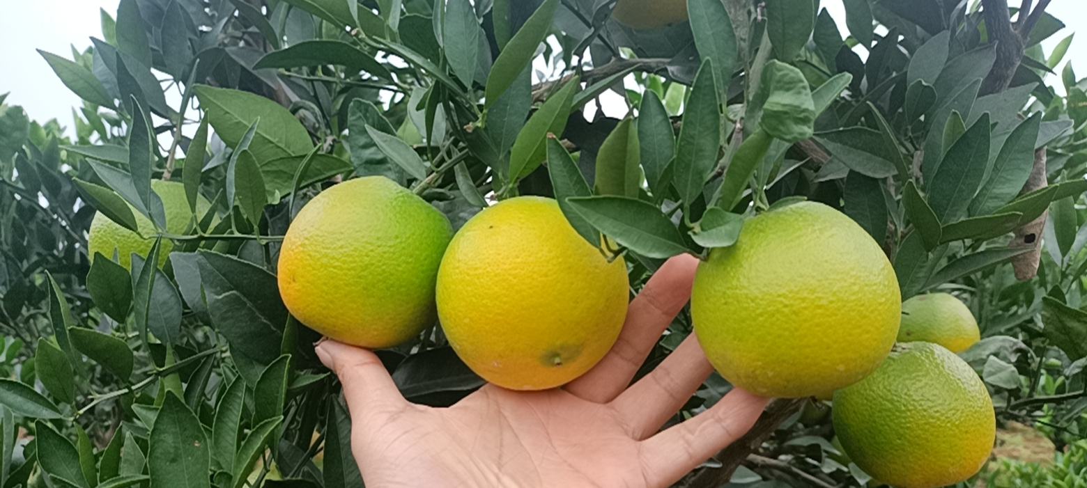 金堂脐橙果园实景图