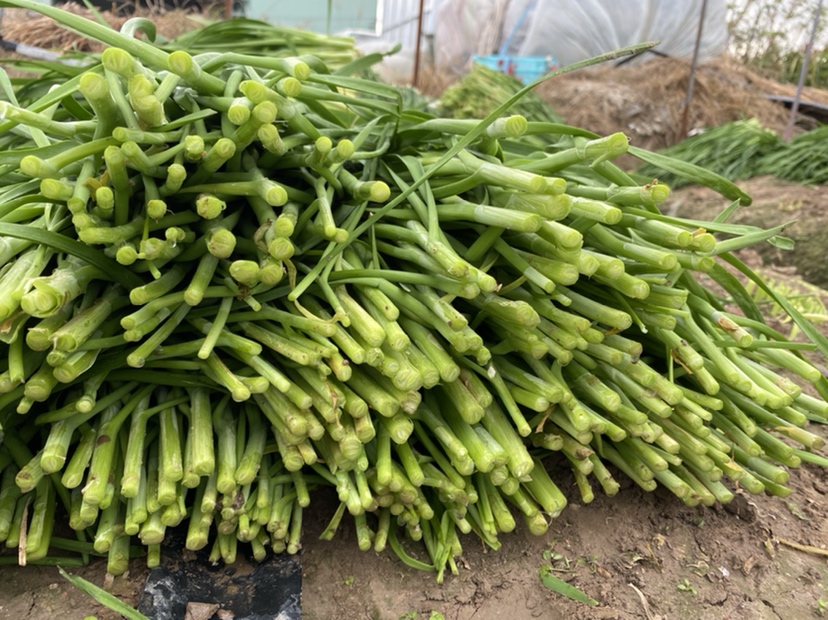 韭菜与其他食材对比图