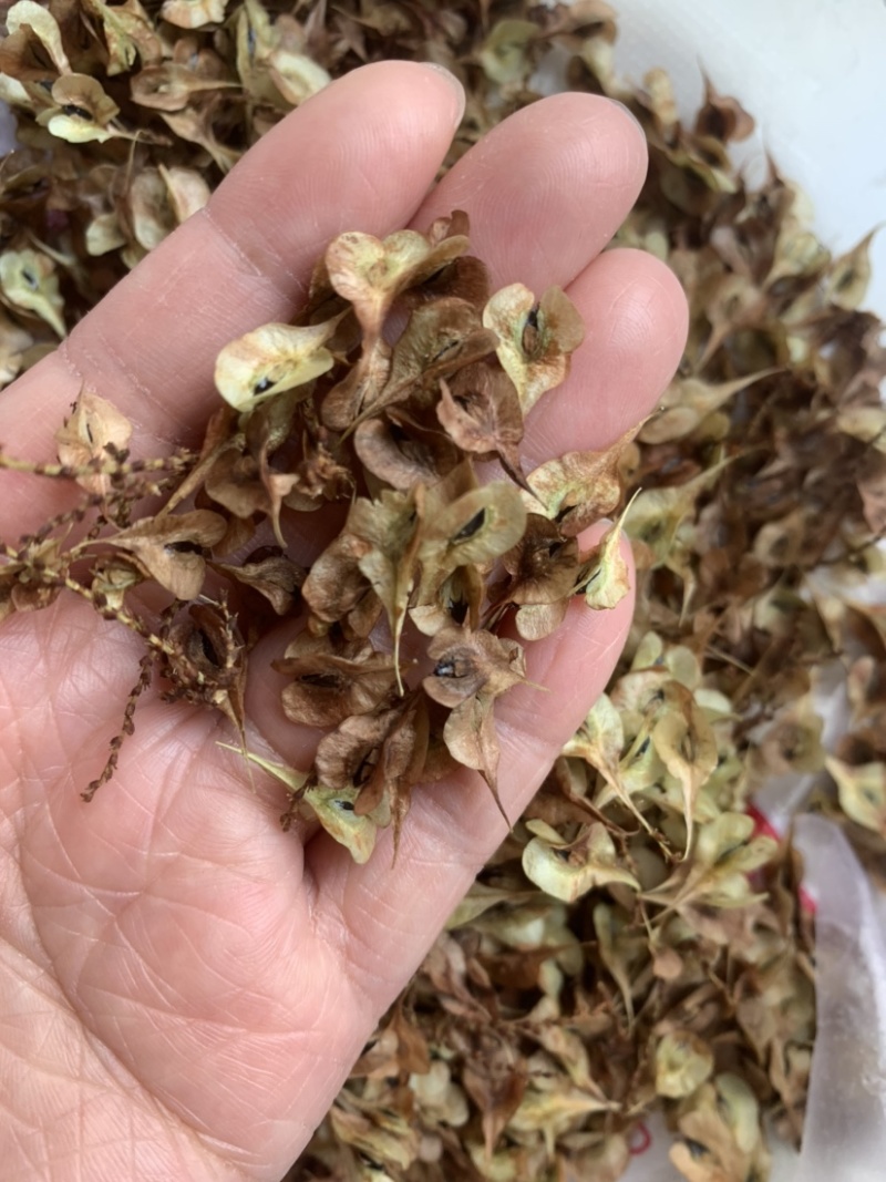 虎杖种子大量供应货源充足出芽率有保障