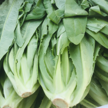 南通油麦菜精品油麦菜常年供应价格便宜欢迎咨询采购