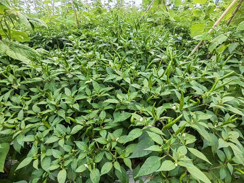 艳红小米椒田间挂果实景图