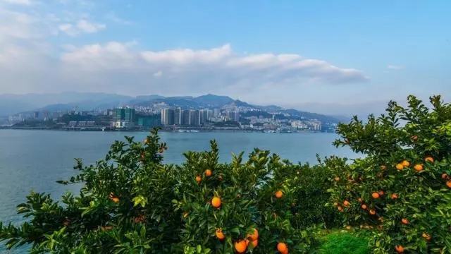 现代化脐橙分选线作业场景:流水线上鲜橙按大小、糖度、瑕疵自动分级,工人佩戴手套进行人工复检;背景可见‘奉节脐橙’地理标志标识墙与冷链仓储入口,体现从果园到消费者的全程可追溯质控体系 奉节脐橙标准化分选包装车间实景